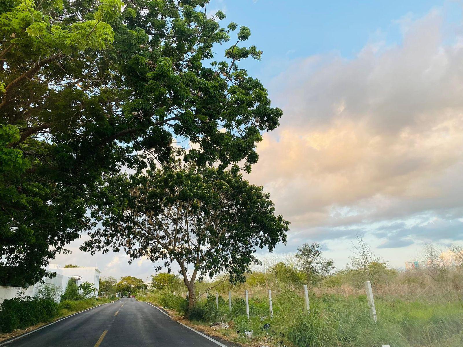 $!Los árboles ayudan a mitigar los efectos de las altas temperaturas.