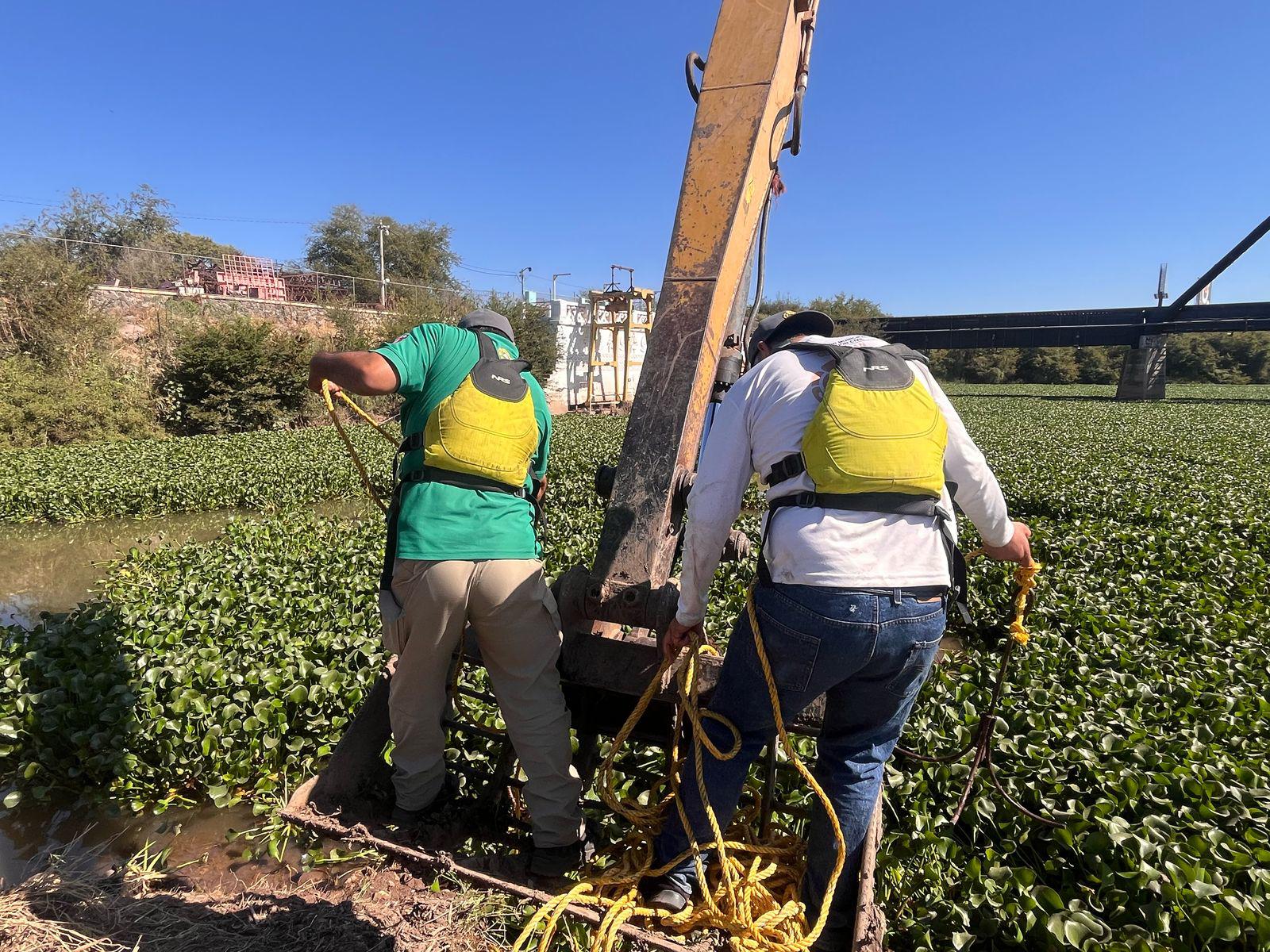 $!A diario, el Ayuntamiento de Culiacán saca 200 góndolas de lirio acuático de los ríos
