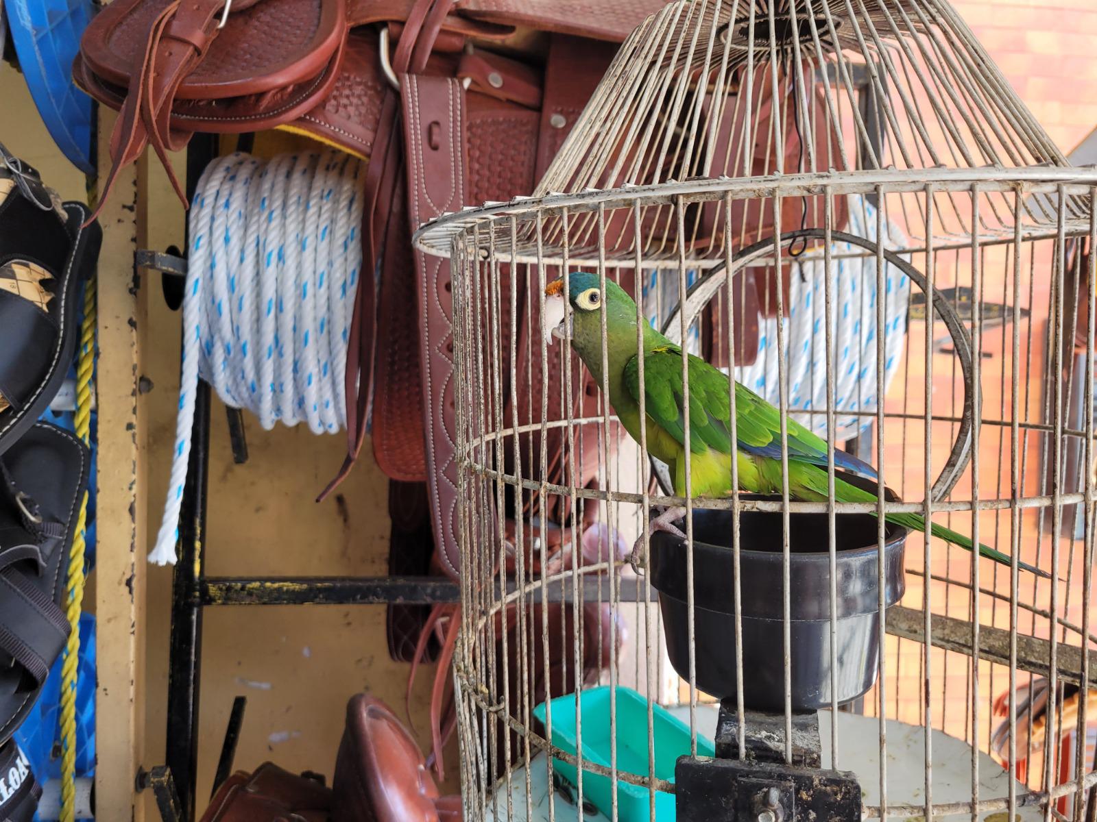 $!Vende accesorios para caballo en el mercadito de Culiacán; el negocio resiste pese a la violencia