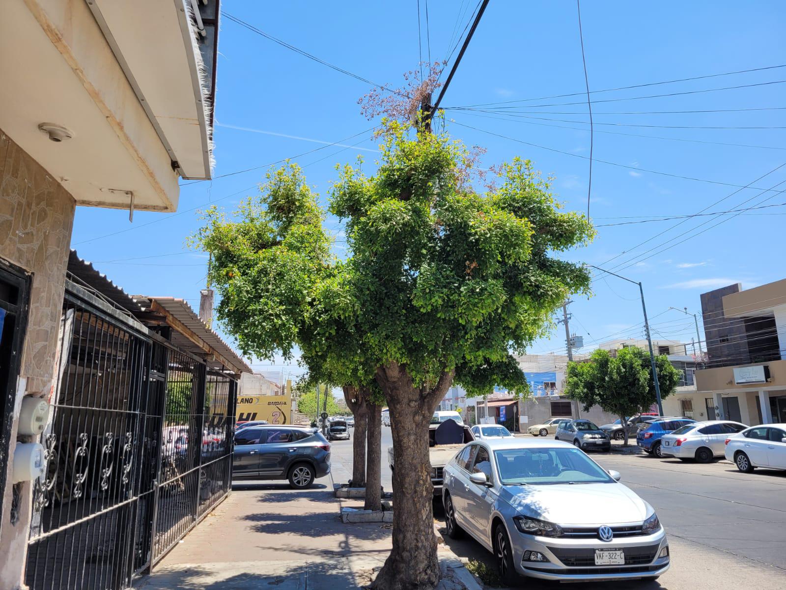 $!Ayuntamiento de Culiacán poda árboles por petición de ciudadanos, aseguran funcionarios