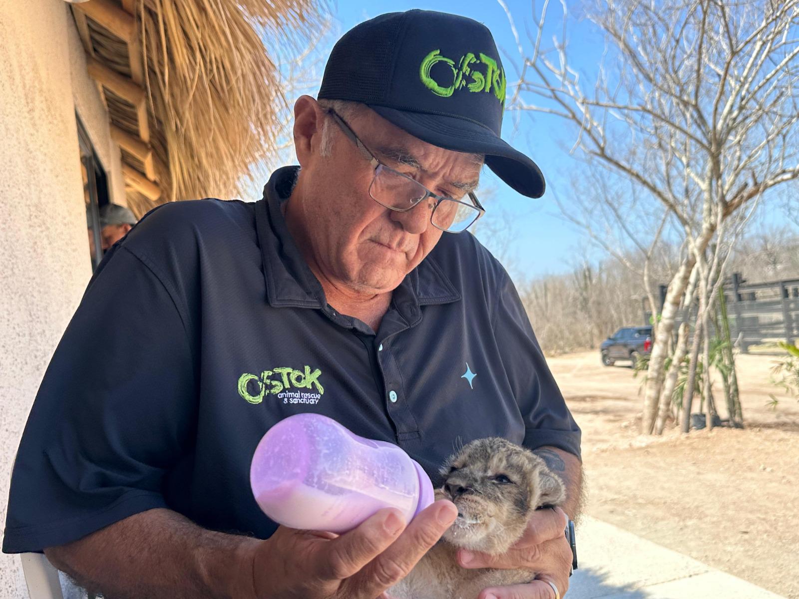 $!En medio de reubicación, nace cachorra de león en santuario Ostok Mazatlán
