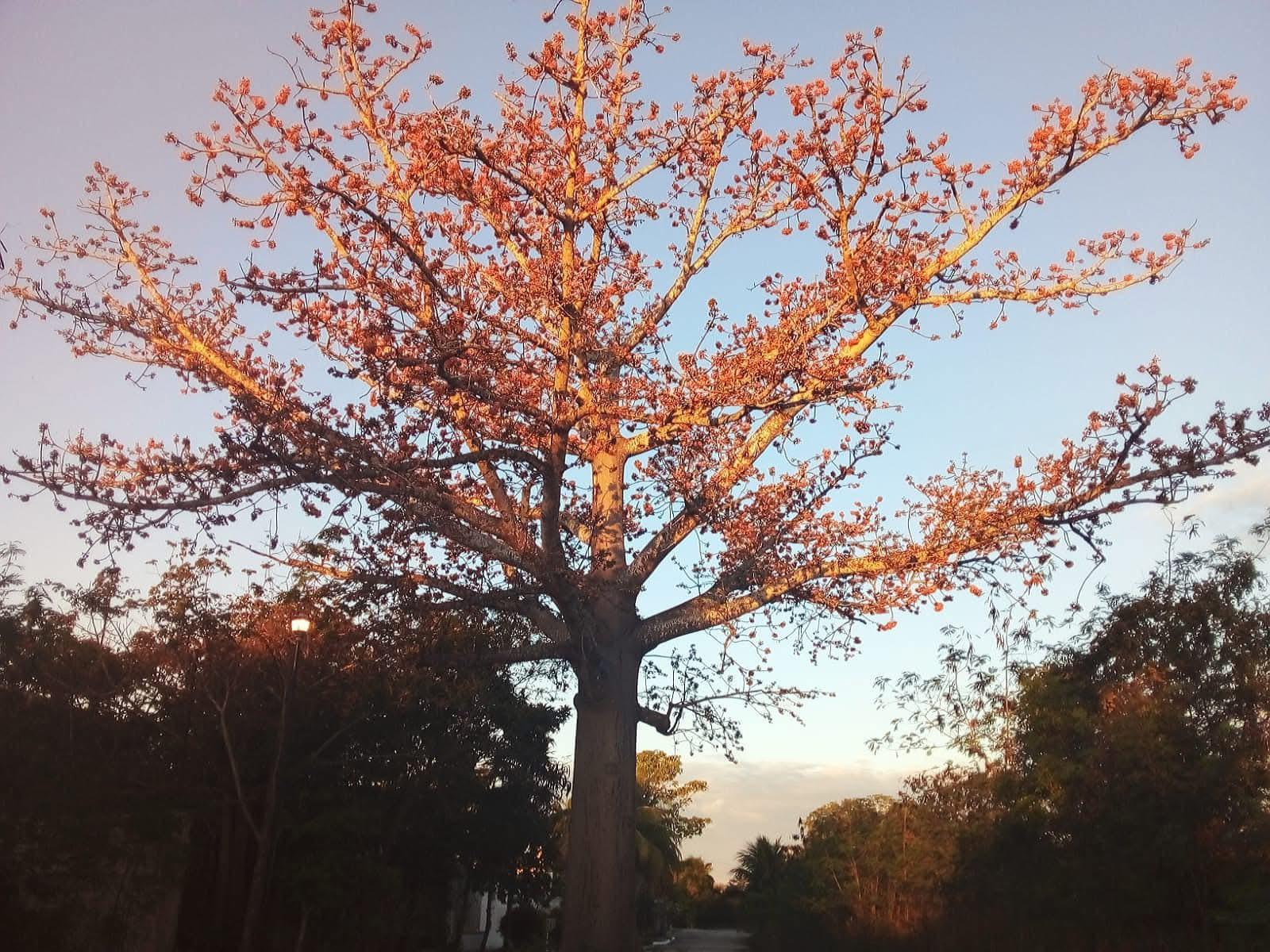 $!La ceiba es un árbol importante para la cultura maya.