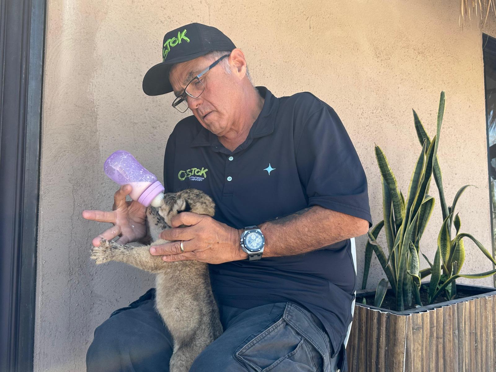 $!En medio de reubicación, nace cachorra de león en santuario Ostok Mazatlán