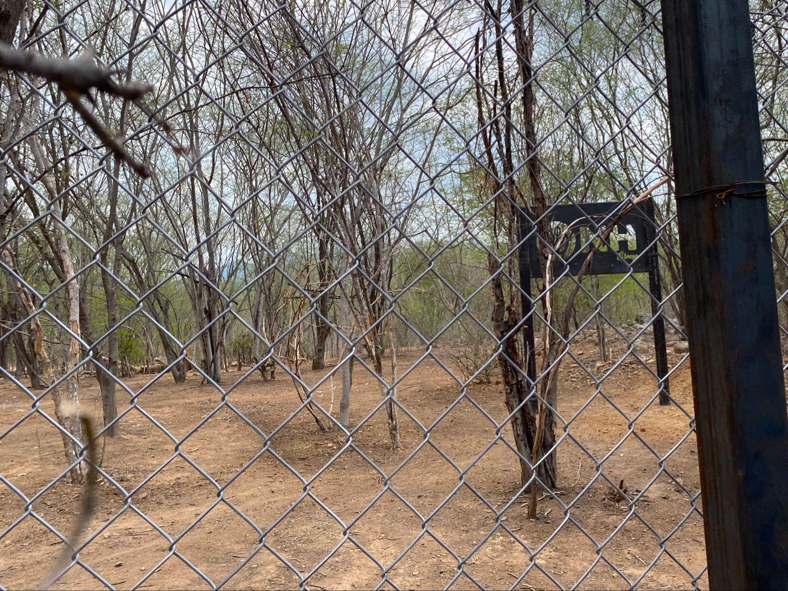 $!Integran a Santuario Ostok a tigres rescatados