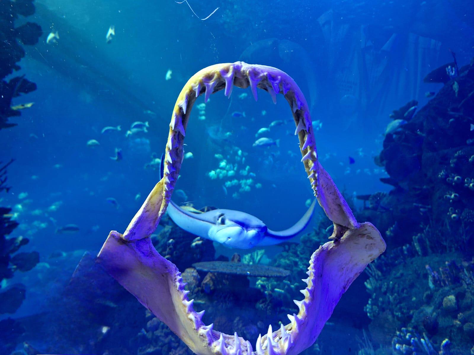$!Gran Acuario Mar de Cortés sensibiliza sobre la relevancia ecológica de los tiburones