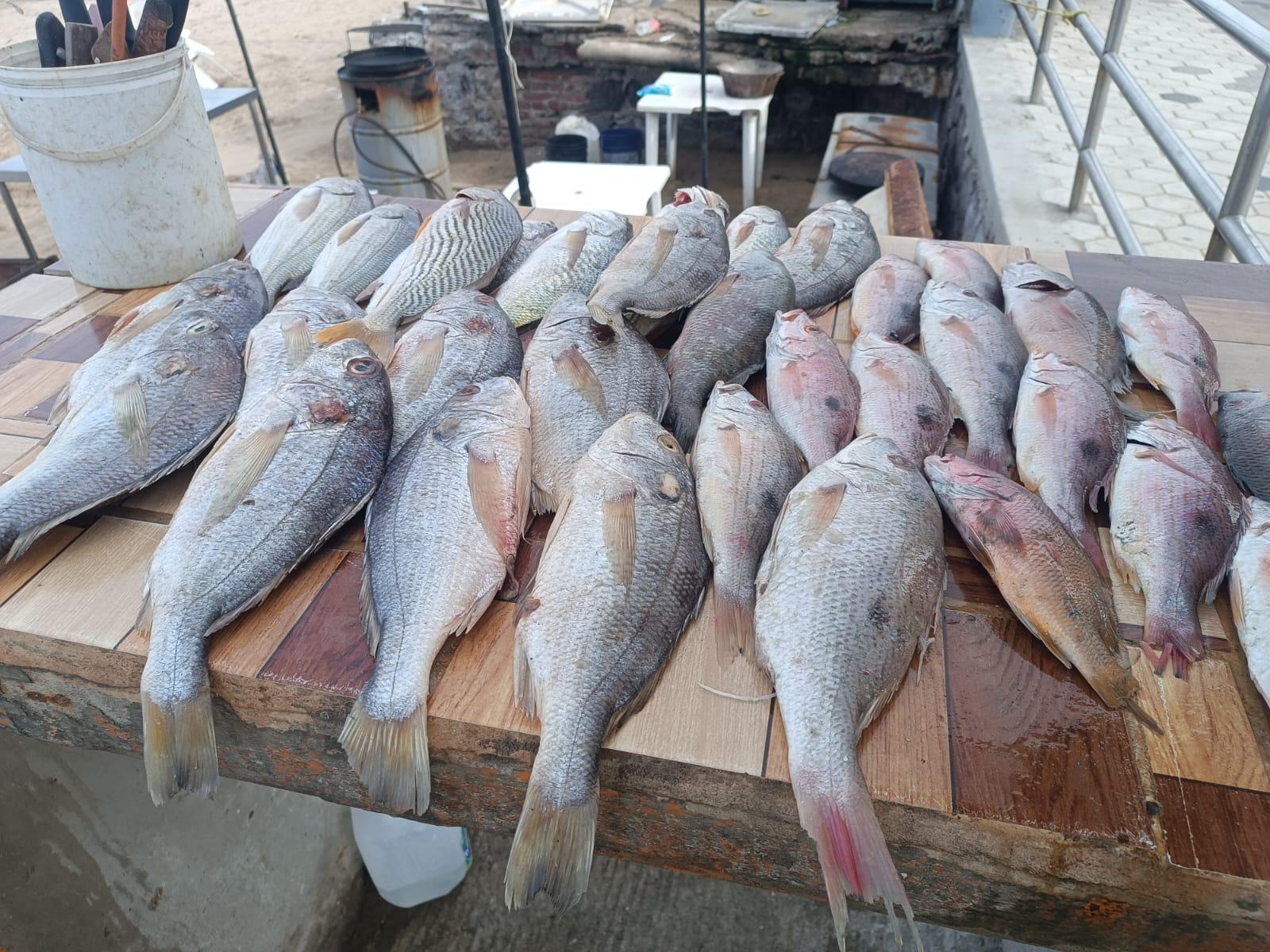 $!Caen en un 60% ventas de pescado en Playa Norte