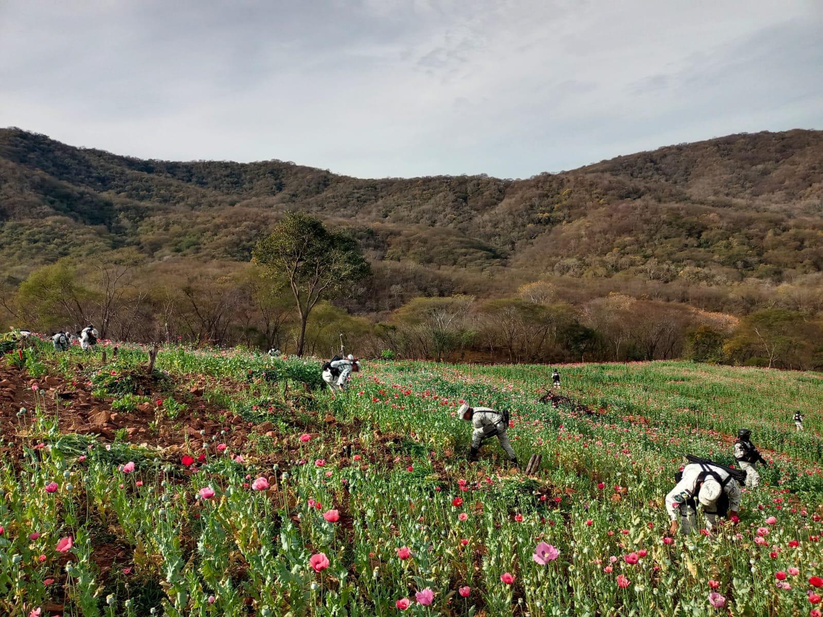 $!Destruyen plantíos de amapola y mariguana en Tamazula, Durango