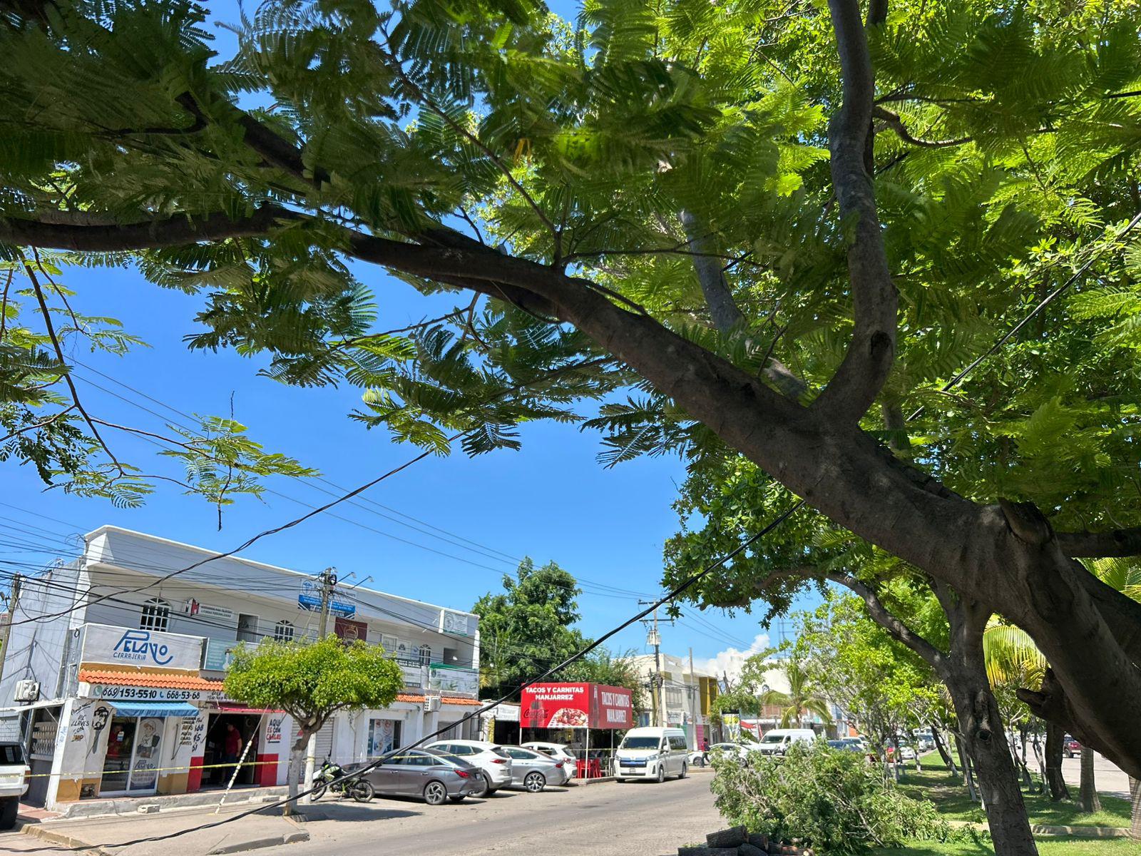 $!Cierran circulación en la Avenida Bicentenario tras derribo de árbol y cableado eléctrico por un camión de carga