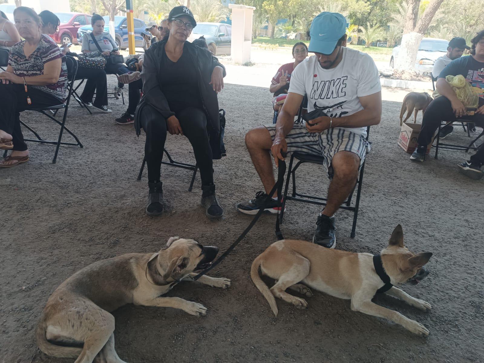 $!Esterilizar a perros y gatos evitará que haya tantos animales callejeros sufriendo en esta vida, reconocen mazatlecos
