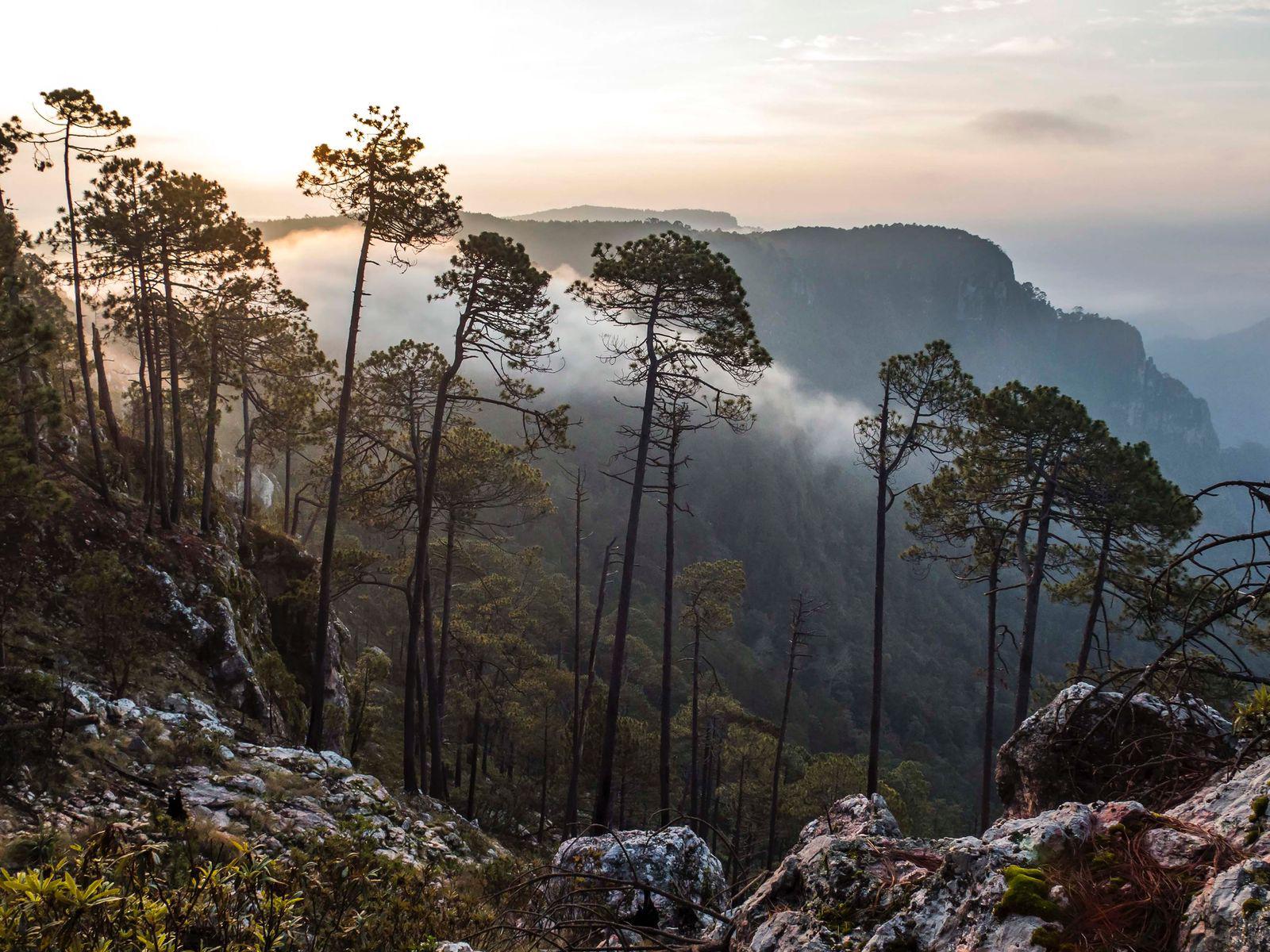 $!Reserva de la Biósfera Sierra de Manantlán.