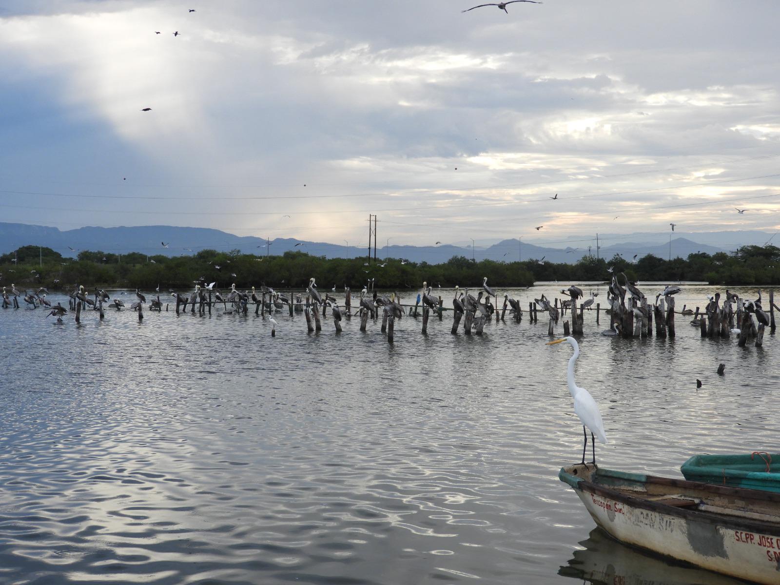 $!Reportan mortandad de peces en esteros de Escuinapa