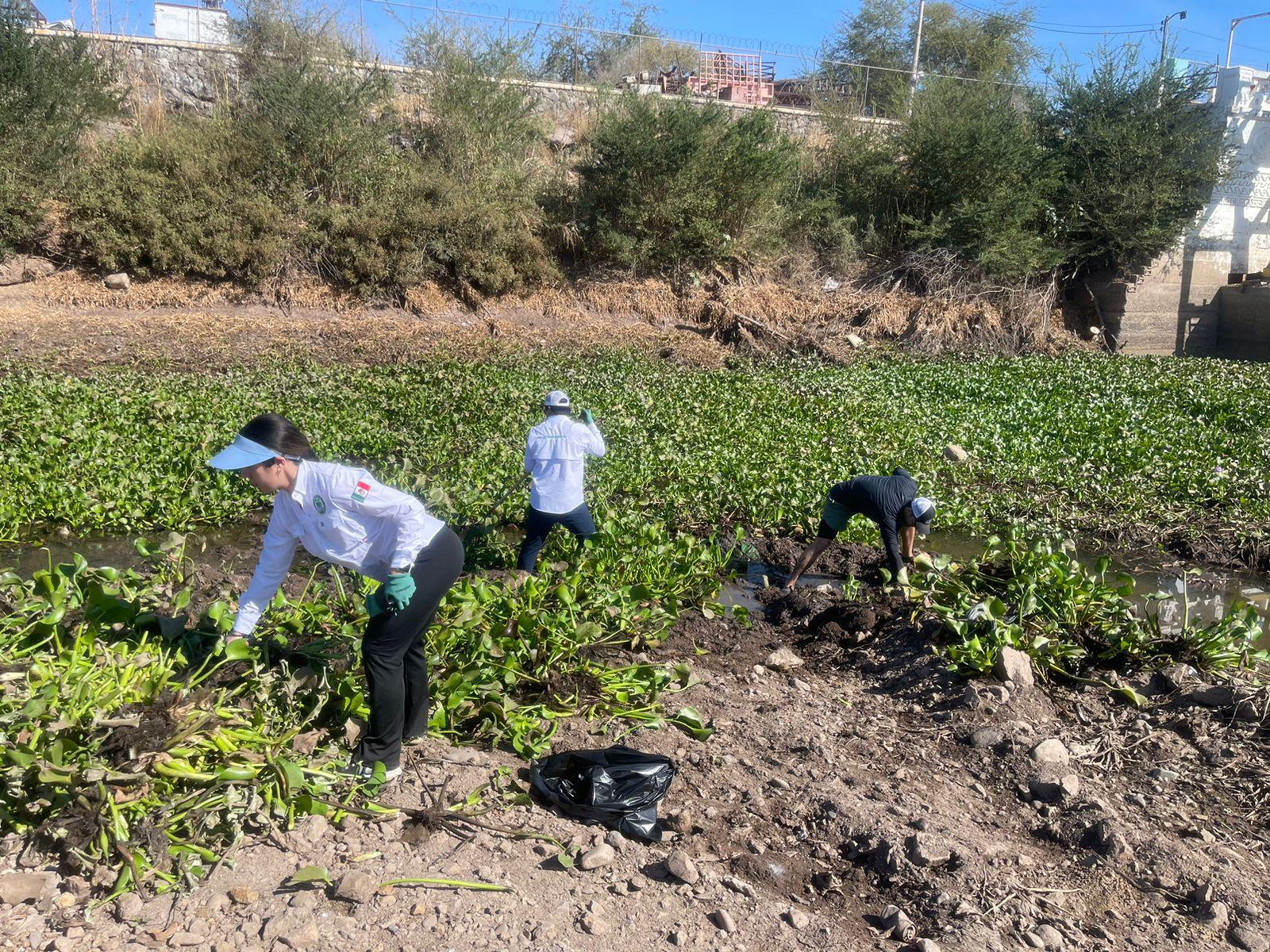 $!Proponen programa para aprovechar lirio acuático de río Humaya en Culiacán y convertirlo en abono
