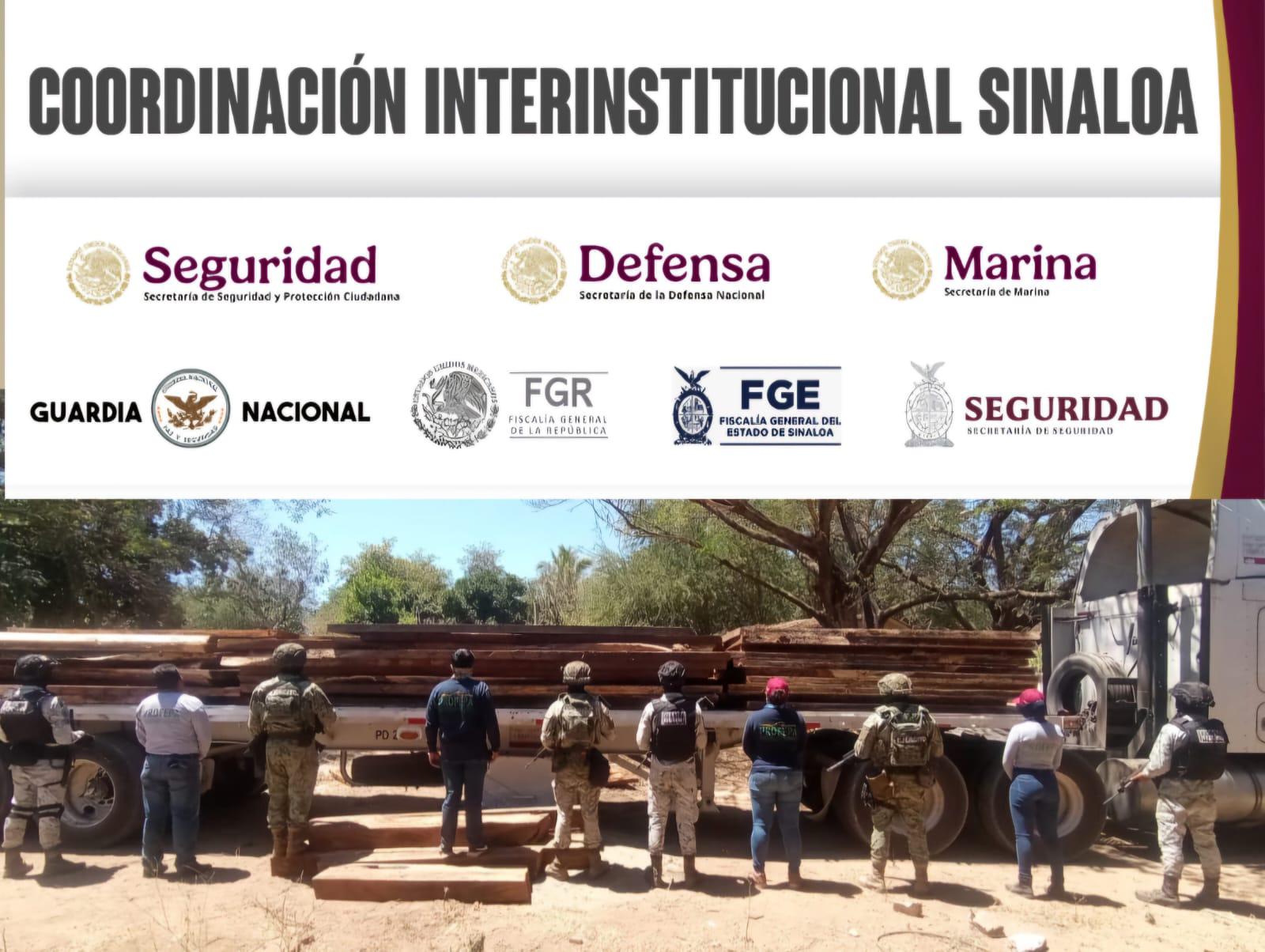 $!Aseguran en Mazatlán madera de huanacaxtle proveniente de la tala ilegal