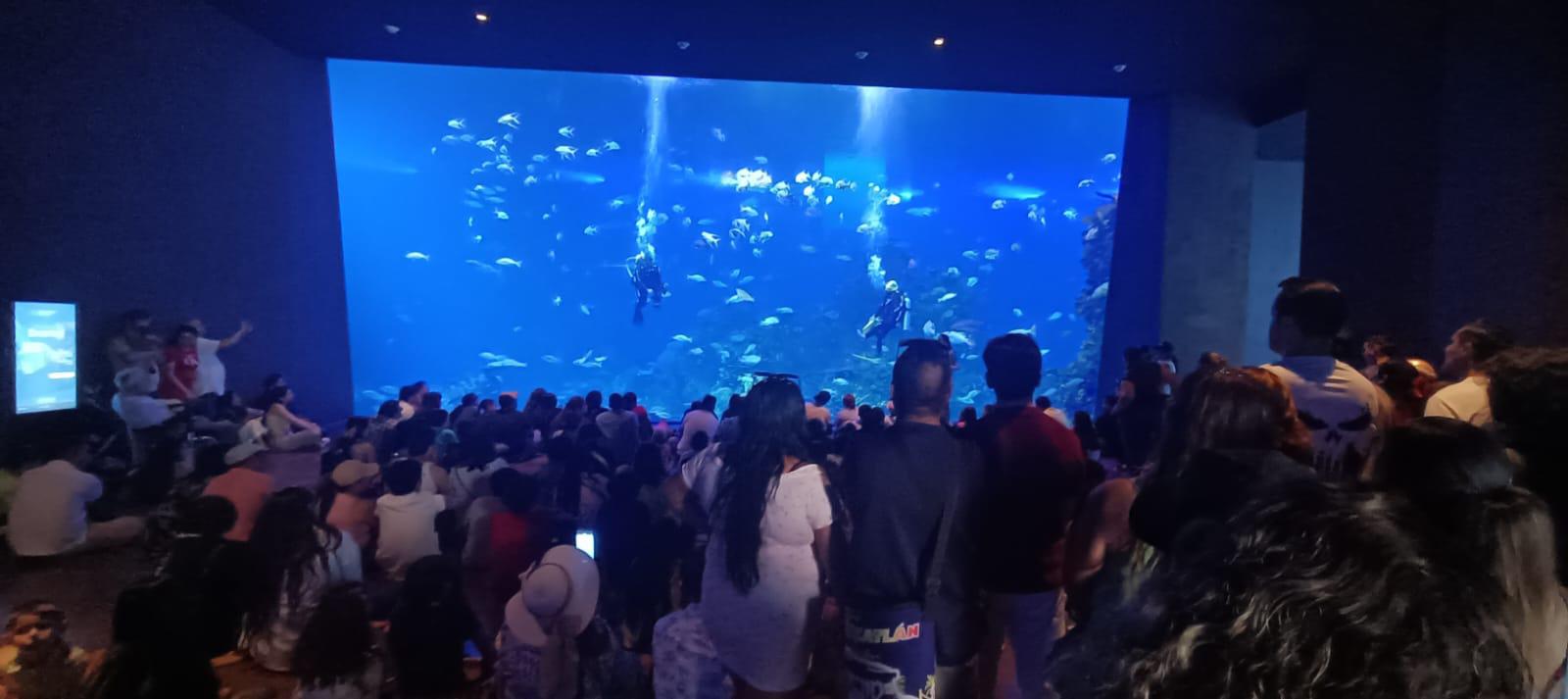 $!Gran Acuario Mazatlán contribuye a la conservación de las especies