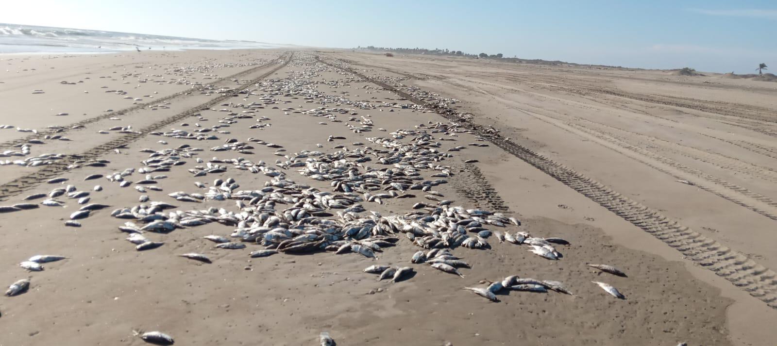 $!Aparecen cientos de peces muertos en playas de El Tambor, en Navolato