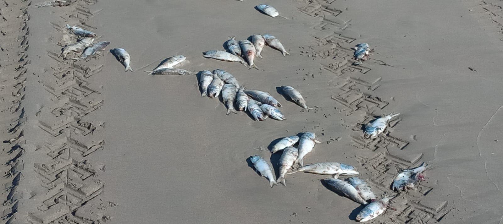 $!Aparecen cientos de peces muertos en playas de El Tambor, en Navolato