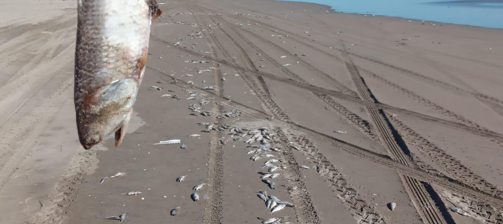 $!Aparecen cientos de peces muertos en playas de El Tambor, en Navolato