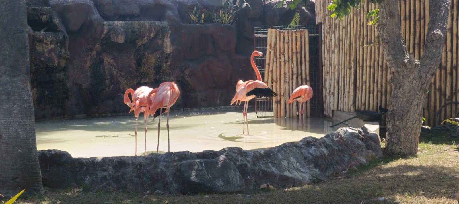 $!Gran Acuario Mazatlán contribuye a la conservación de las especies