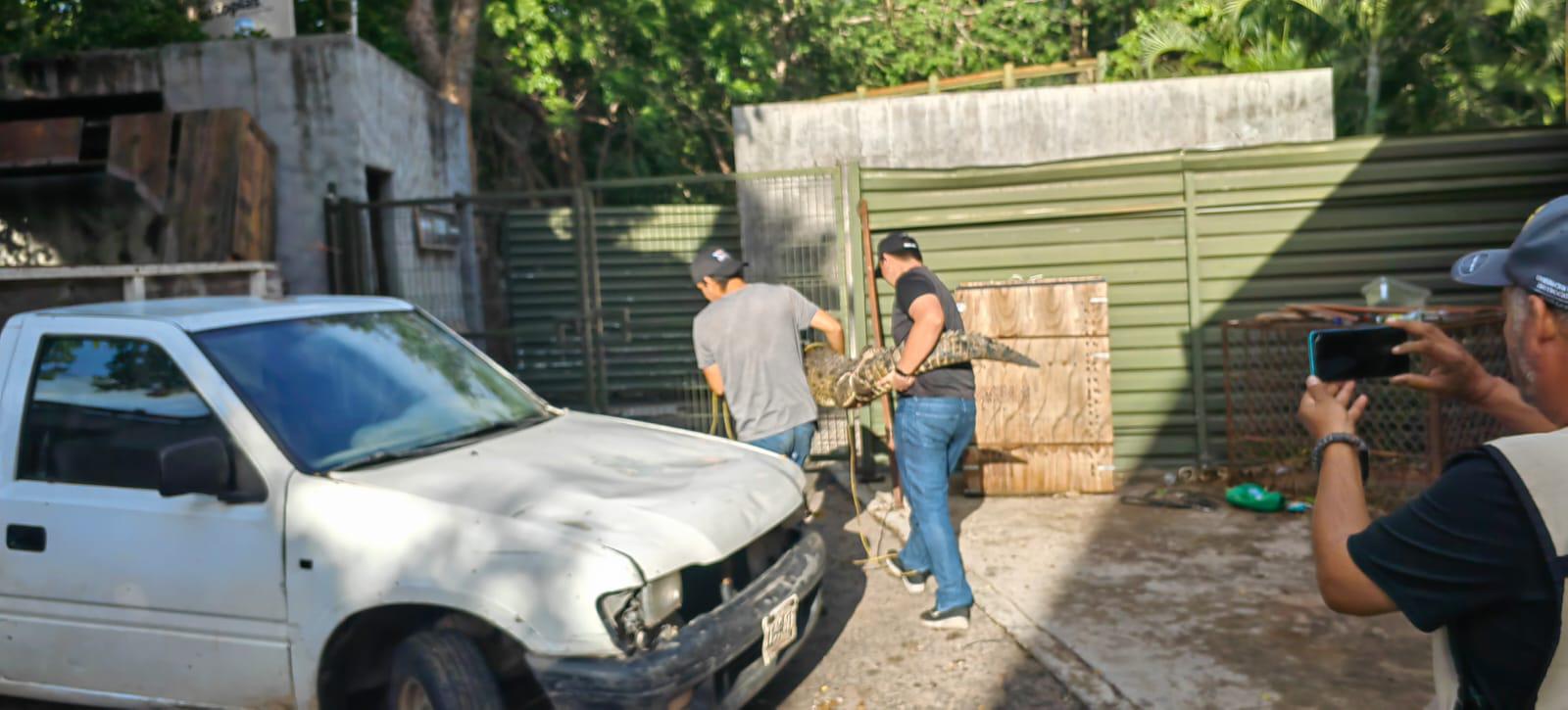 $!Capturan un cocodrilo en Eldorado y lo liberan en su hábitat natural