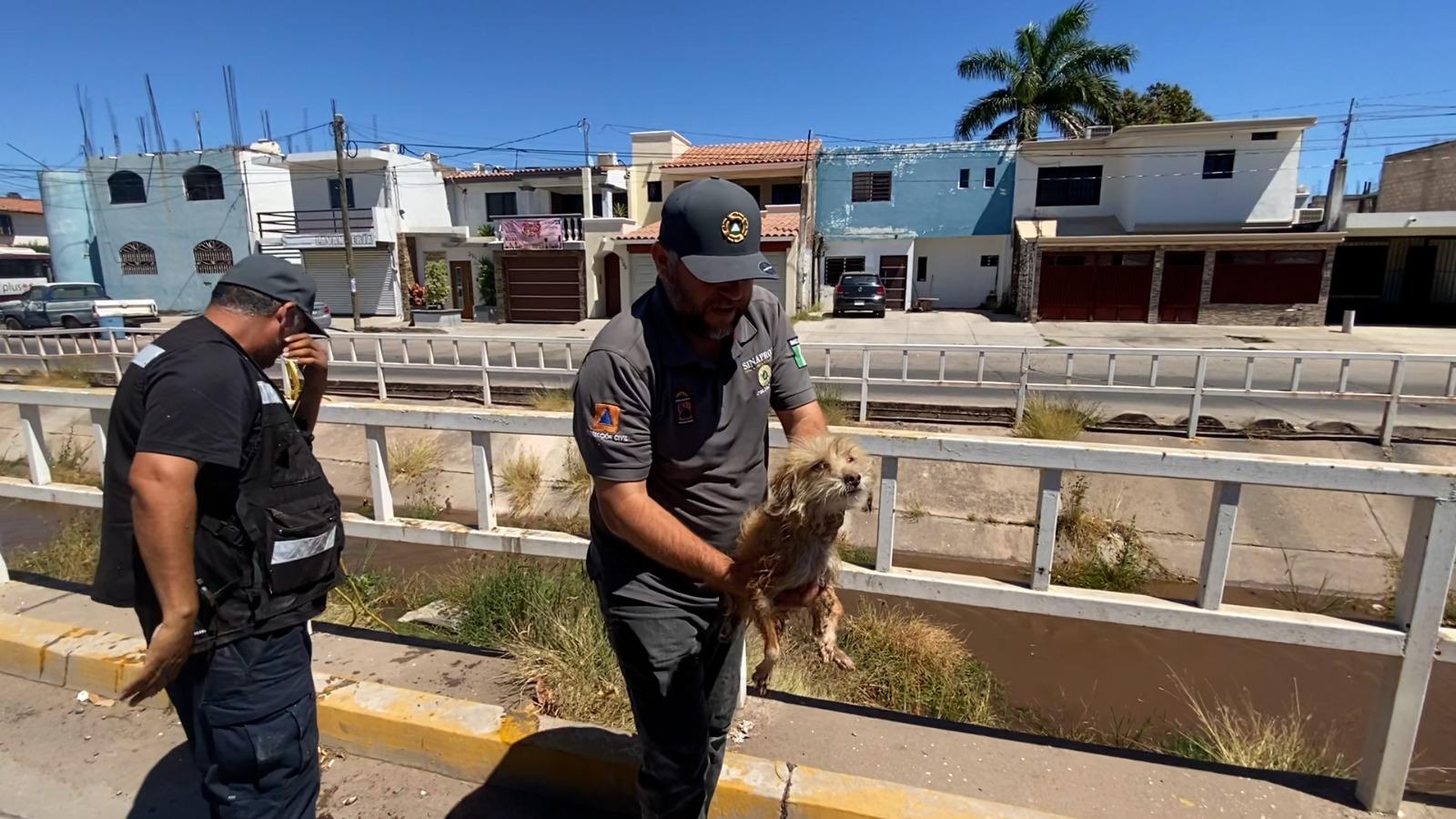 $!Protección Civil Culiacán rescata a un perrito de un dren