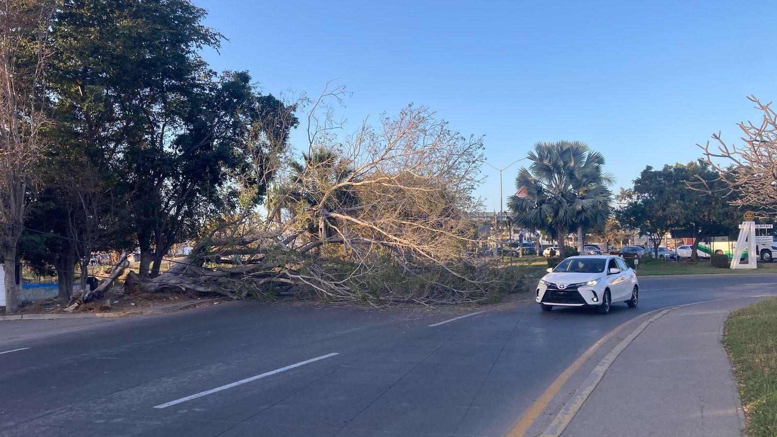 $!¡Precaución! Se cae árbol grande frente al Monumento al Agua, en Mazatlán