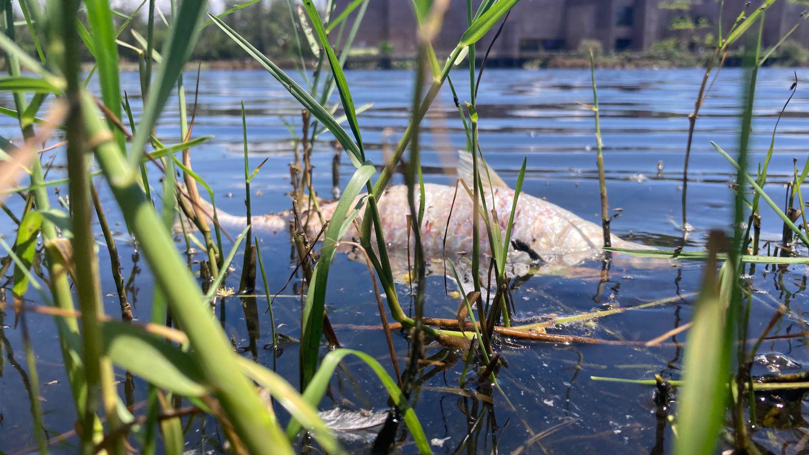 $!Aparecen peces muertos a un costado de la Laguna del Camarón