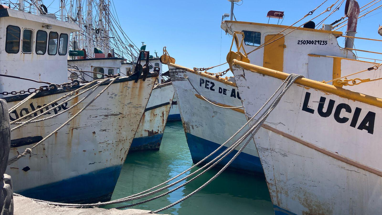 $!Industria camaronera de Mazatlán flota en un mar de crisis