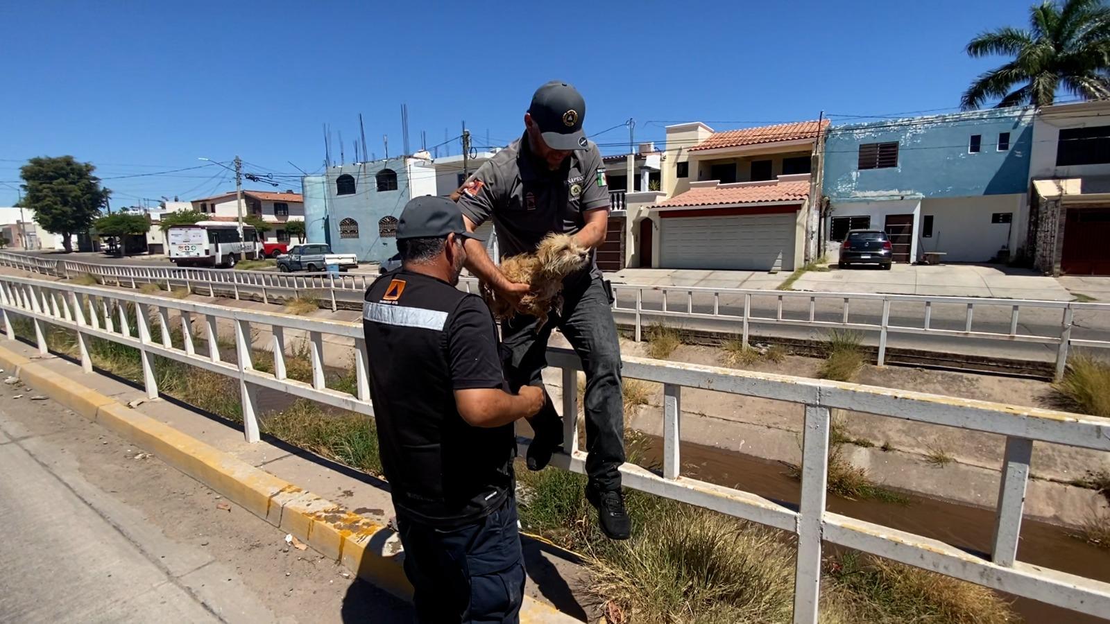 $!Protección Civil Culiacán rescata a un perrito de un dren
