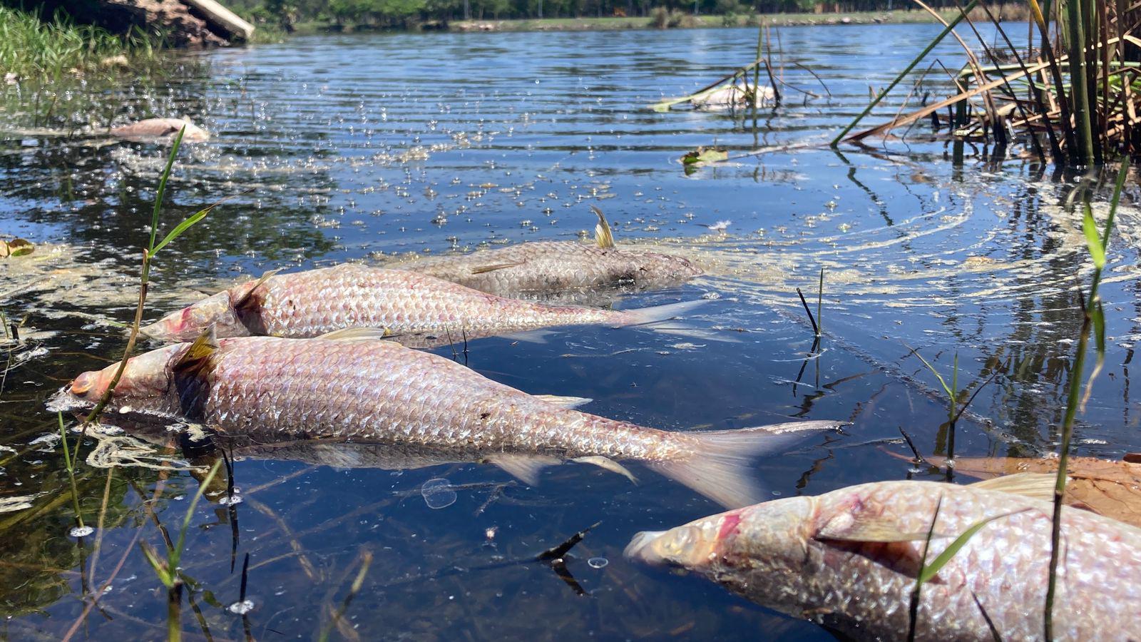 $!Aparecen peces muertos a un costado de la Laguna del Camarón