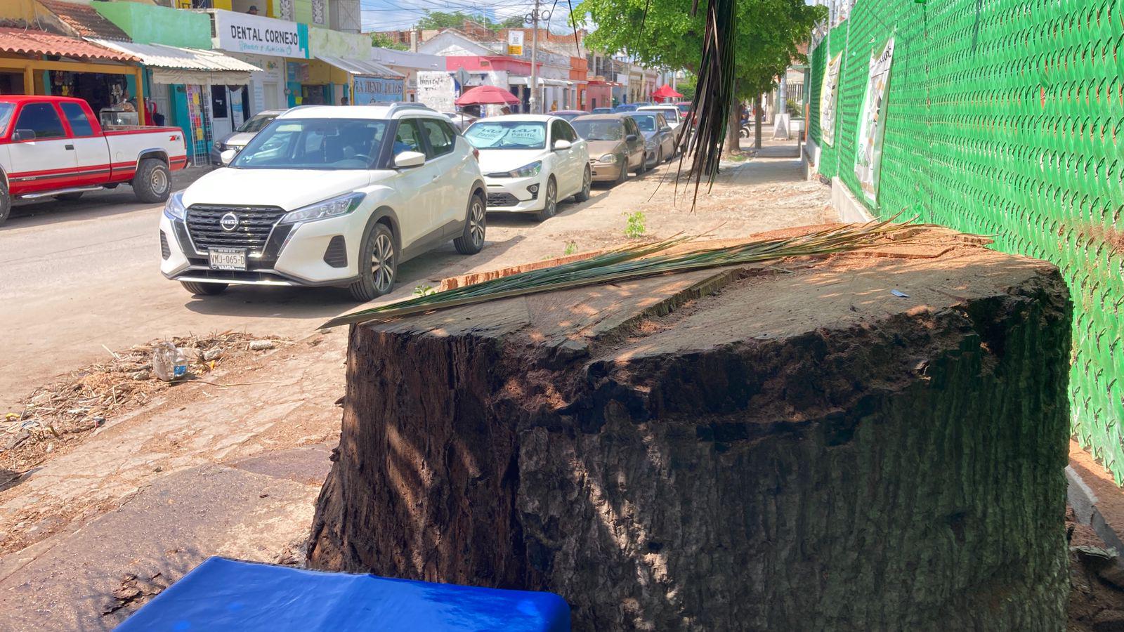 $!Corte de árbol centenario en Villa Unión desata opiniones divididas