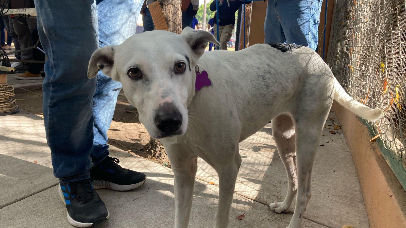 $!Perritos y un gatito encuentran un nuevo hogar en campaña de adopción en Mazatlán