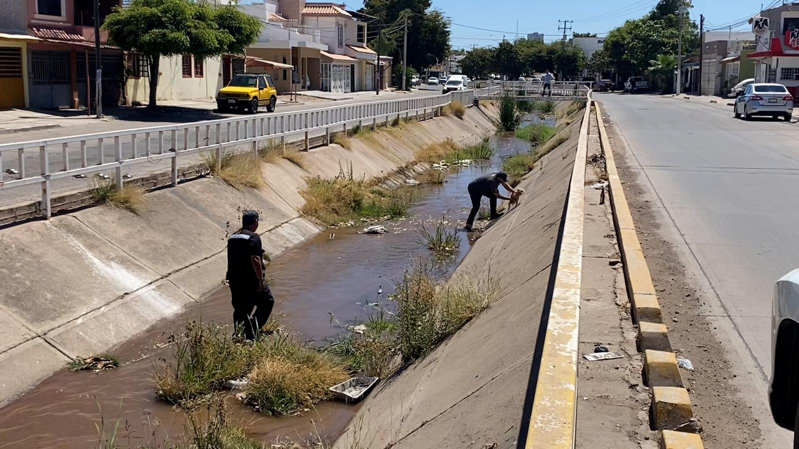 $!Protección Civil Culiacán rescata a un perrito de un dren