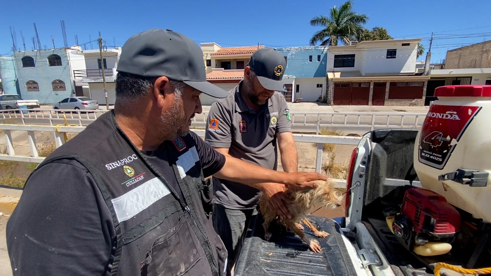 $!Protección Civil Culiacán rescata a un perrito de un dren