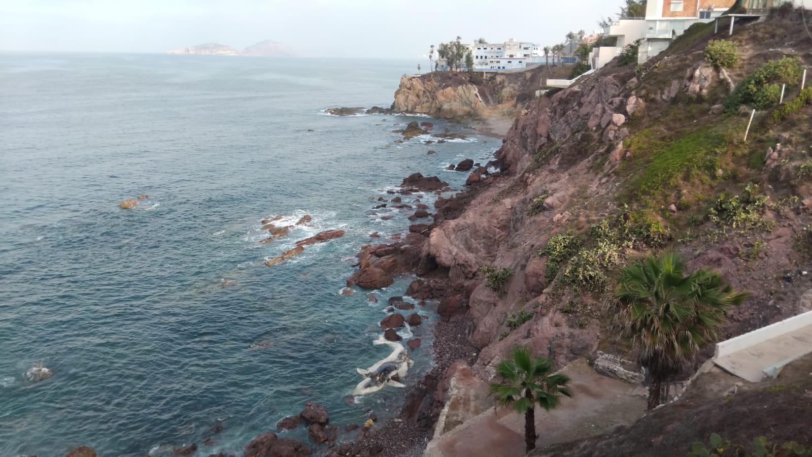 $!Con estudio de esqueleto, buscará Munba encontrar las causas de muerte de ballena varada en Mazatlán
