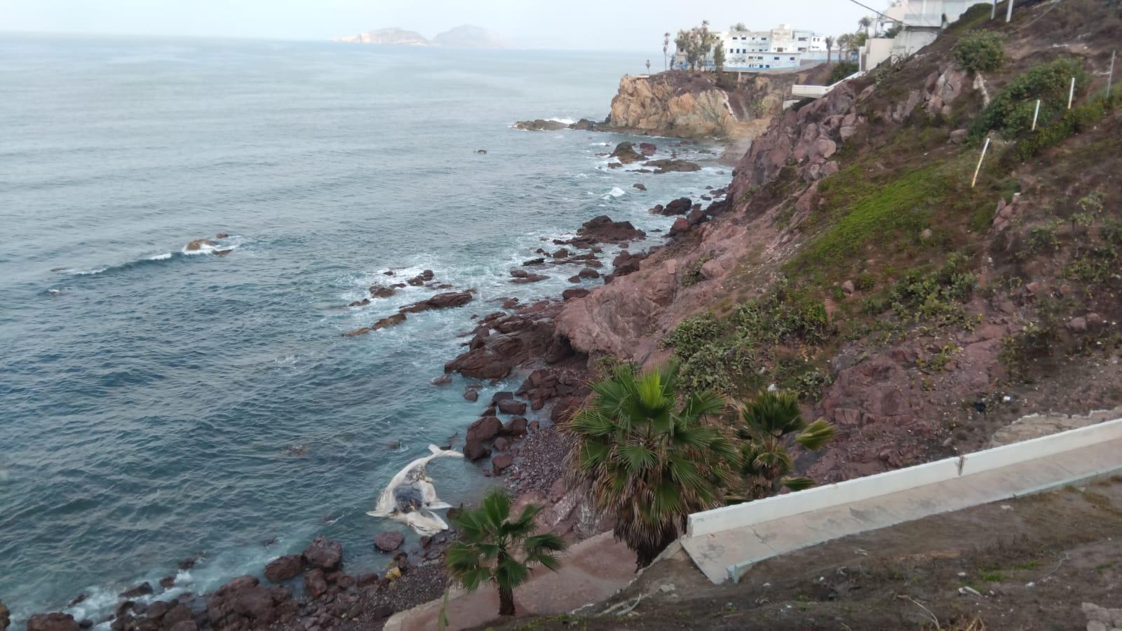 $!Con estudio de esqueleto, buscará Munba encontrar las causas de muerte de ballena varada en Mazatlán