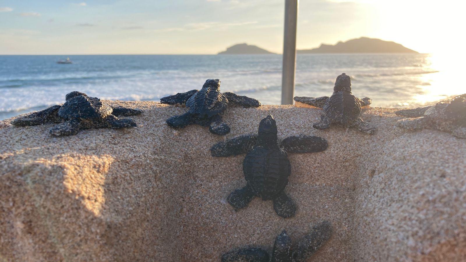 $!Con la liberación de 56 crías, dan banderazo a operativo nocturno de protección a la tortuga marina