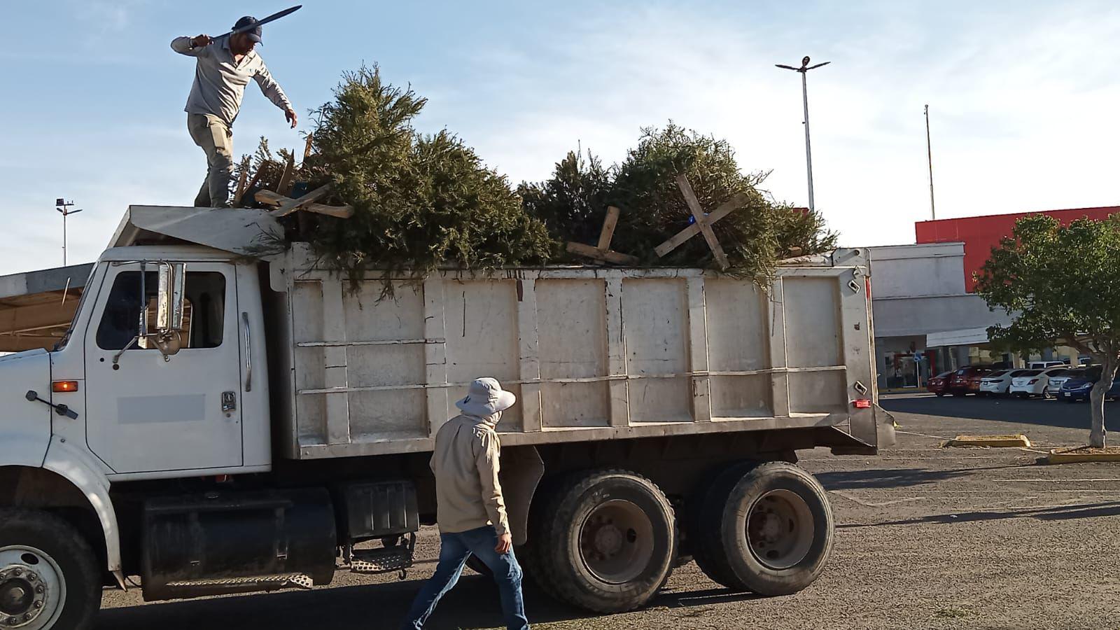 $!Harán composta con pinos navideños recolectados en centros de acopio, en Culiacán