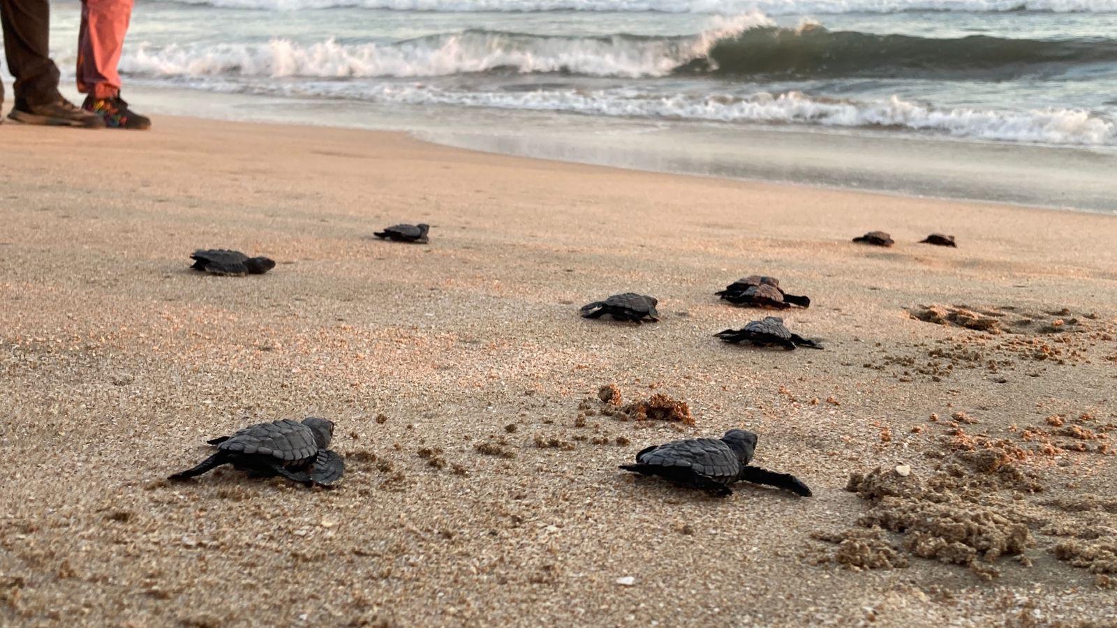 $!Con la liberación de 56 crías, dan banderazo a operativo nocturno de protección a la tortuga marina