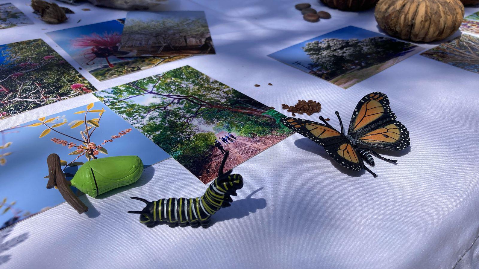 $!Fomentan la conservación de la flora nativa de la región con el programa Guardianes del Medio Ambiente
