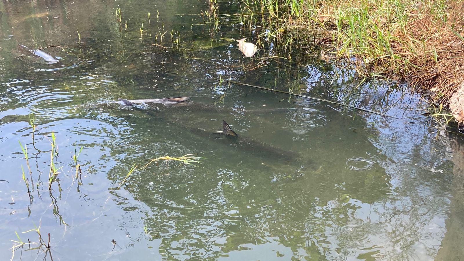 $!Detectan nuevo caso de mortandad de peces en la Laguna del Camarón