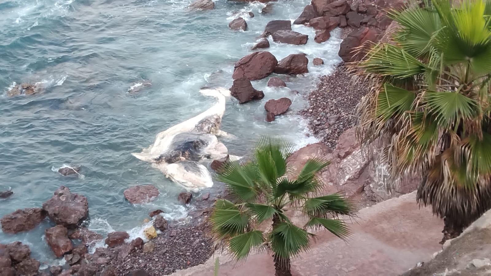 $!Con estudio de esqueleto, buscará Munba encontrar las causas de muerte de ballena varada en Mazatlán