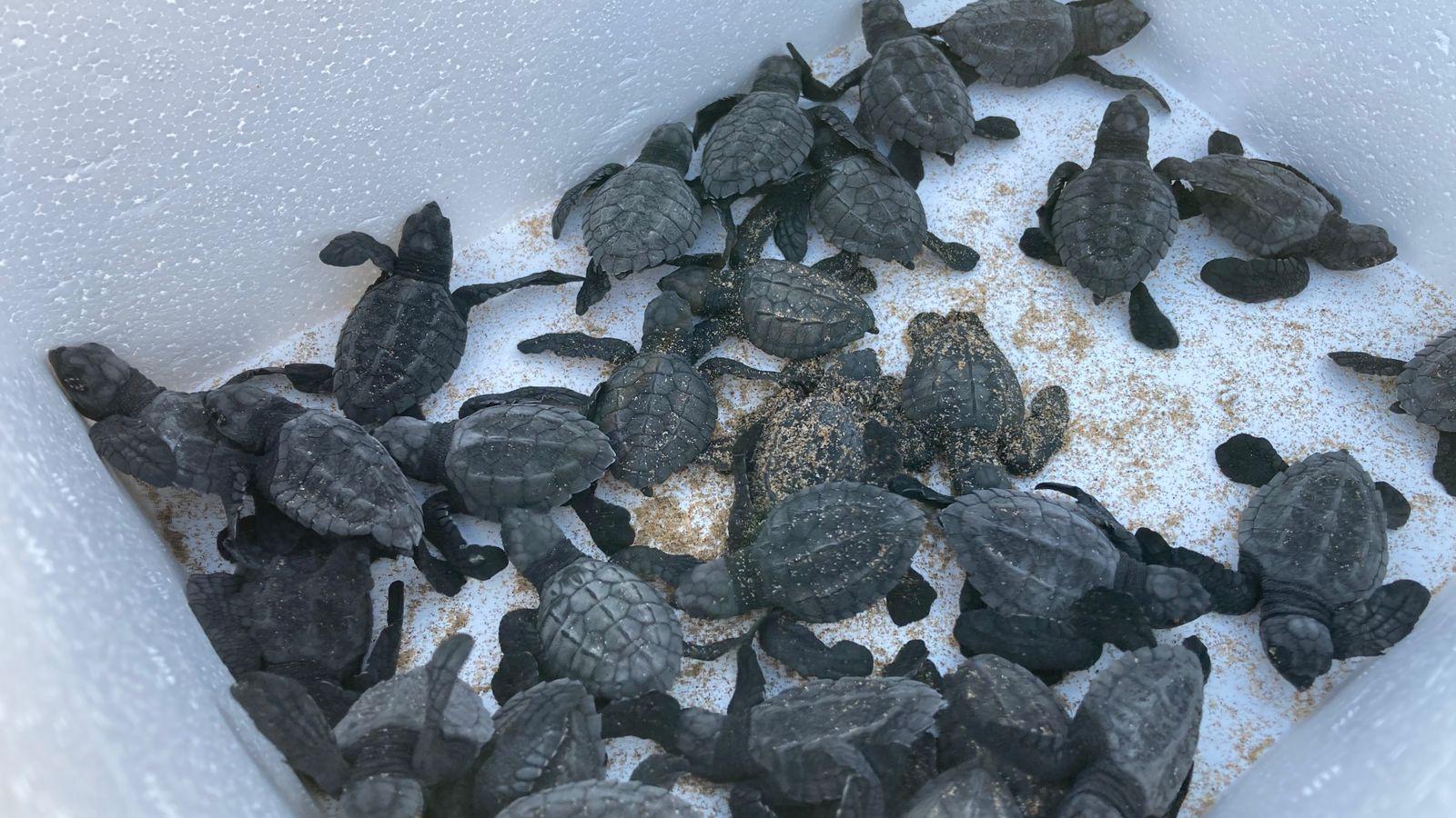 $!Con la liberación de 56 crías, dan banderazo a operativo nocturno de protección a la tortuga marina