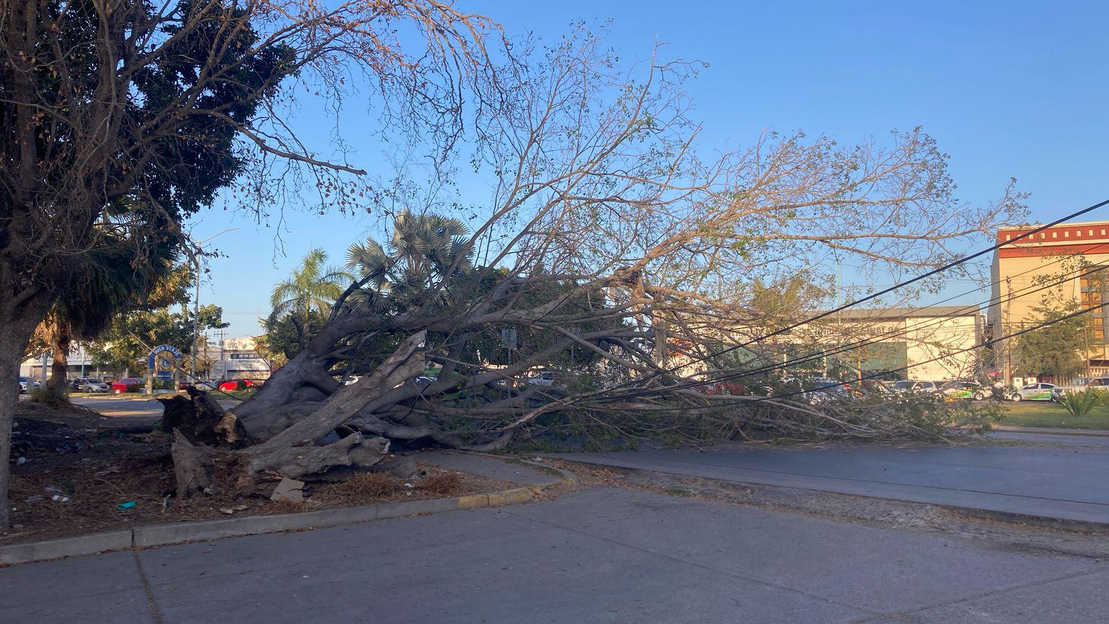 $!¡Precaución! Se cae árbol grande frente al Monumento al Agua, en Mazatlán