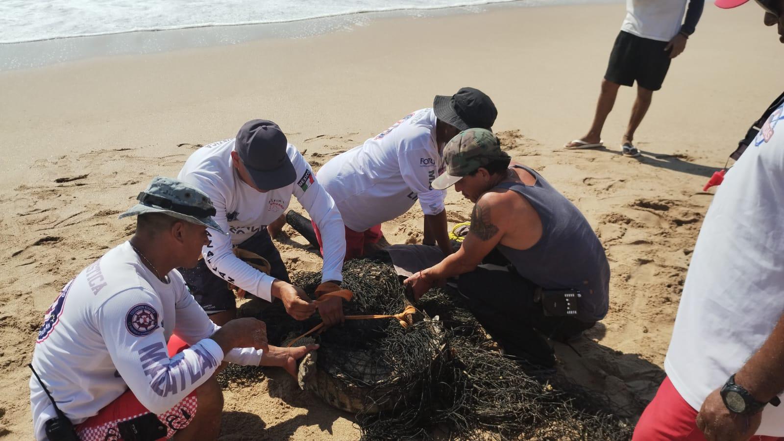 $!Captura Policía Acuática a cocodrilo en la zona de playa de Cerritos, en Mazatlán