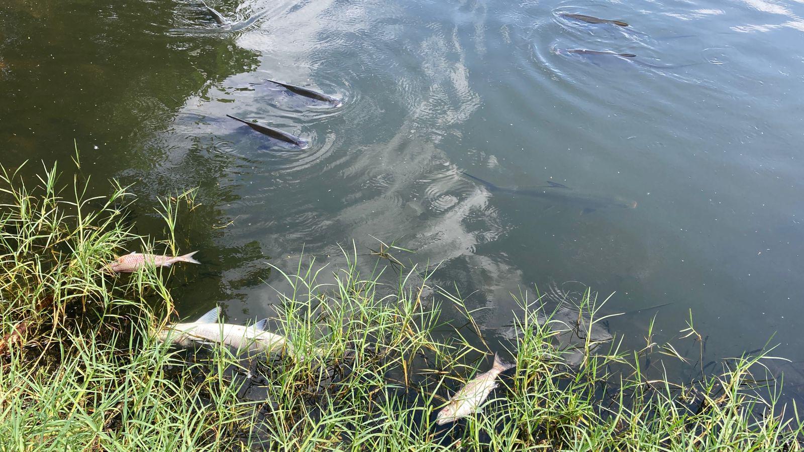 $!Detectan nuevo caso de mortandad de peces en la Laguna del Camarón