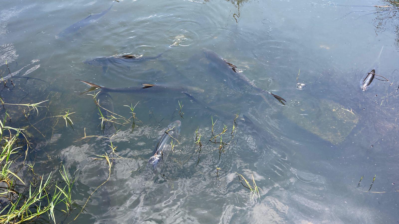 $!Detectan nuevo caso de mortandad de peces en la Laguna del Camarón