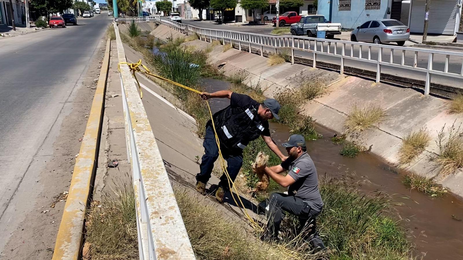 $!Protección Civil Culiacán rescata a un perrito de un dren