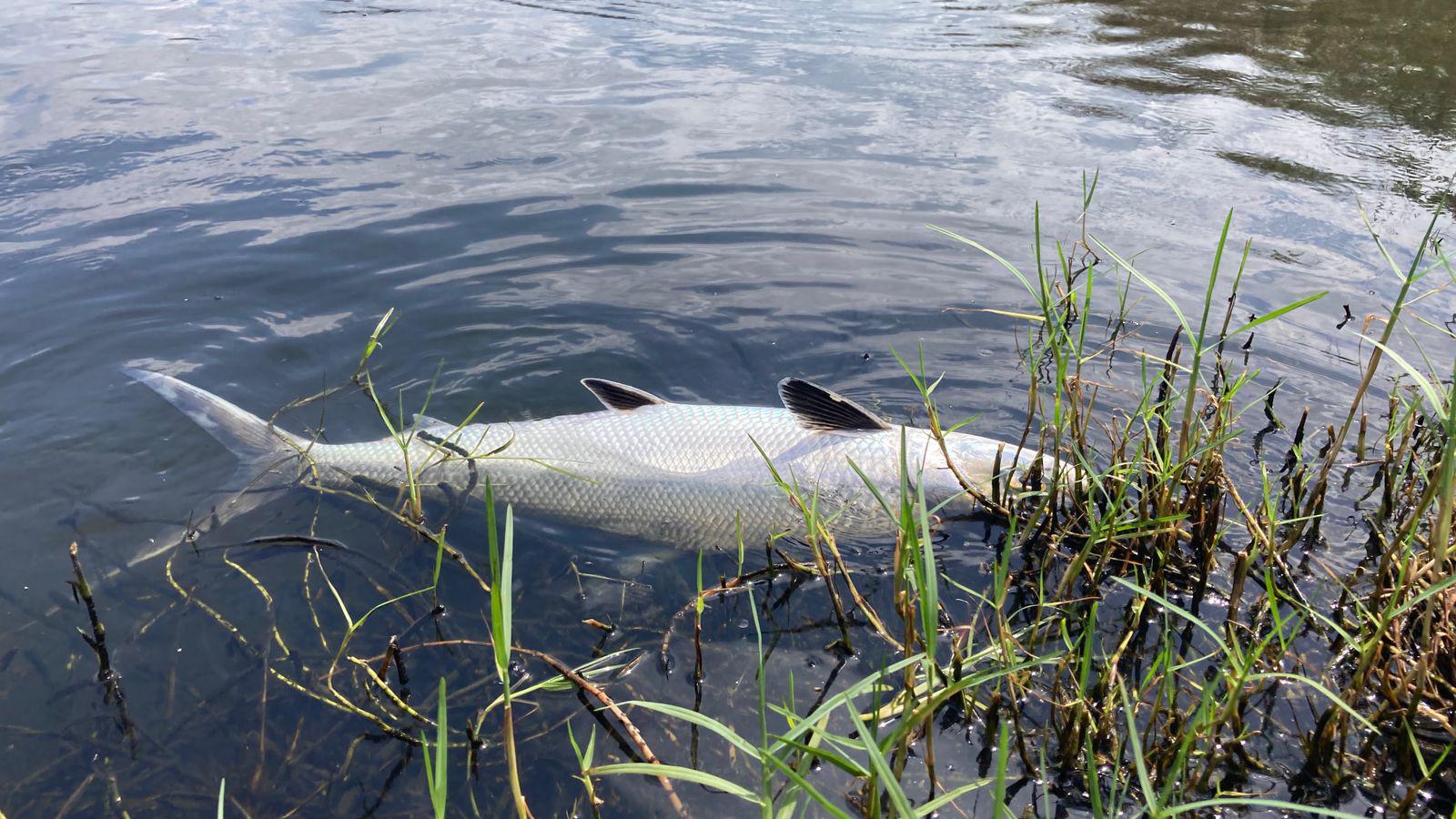 $!Detectan nuevo caso de mortandad de peces en la Laguna del Camarón