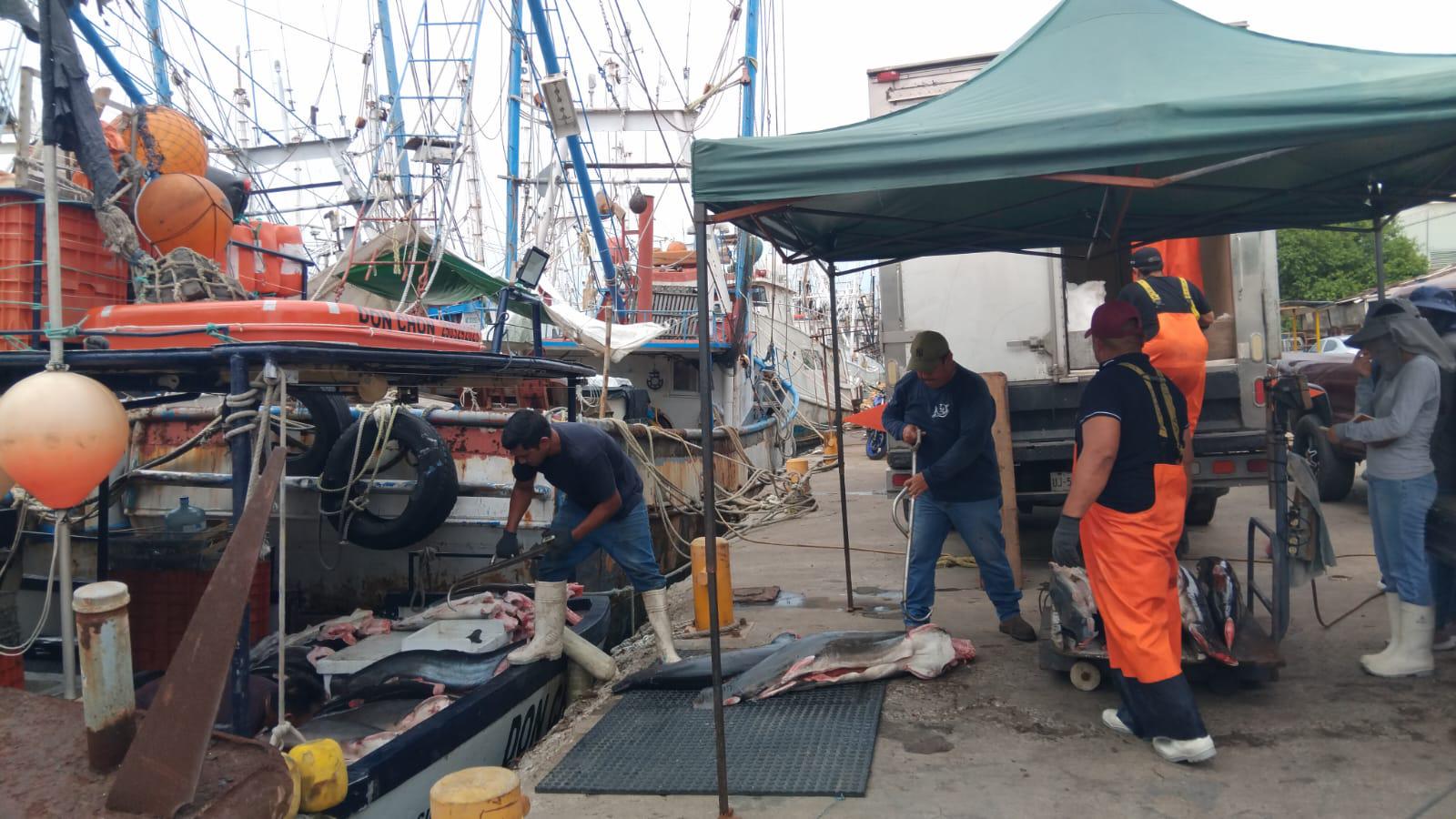 $!Temporada de pesca de tiburón comienza floja ante escasez en Mazatlán
