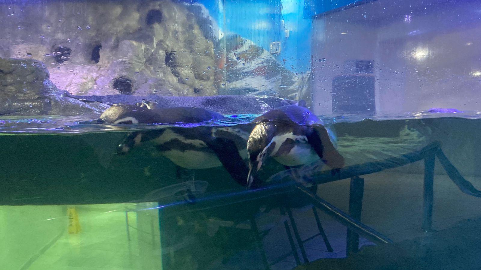 $!Nace el primer pingüino en el Gran Acuario Mar de Cortés